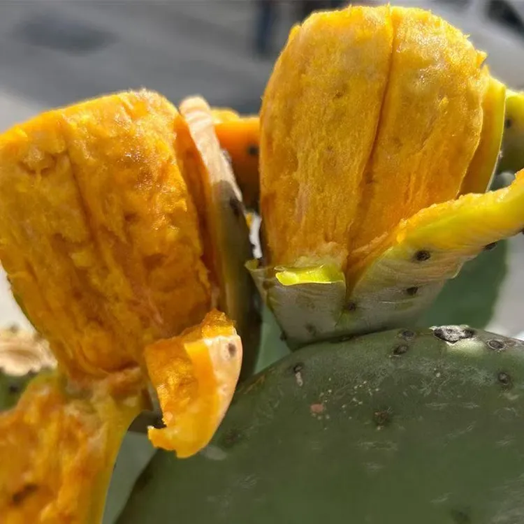 基地直发宝塔仙人掌带根可吃可种