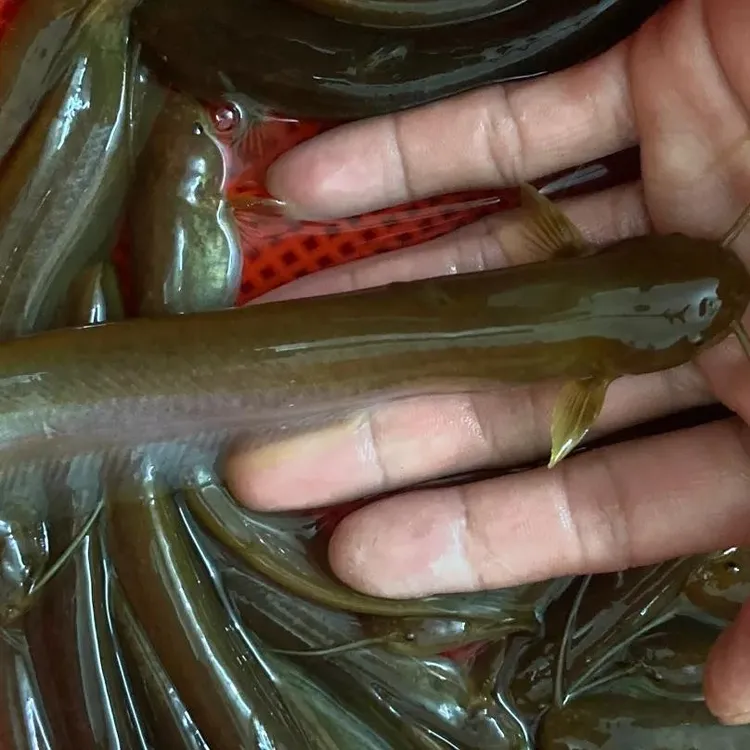 山鲶鱼石岩鱼2斤野生石鲶鱼溪流野生鱼速冻真空发货顺丰包邮净重