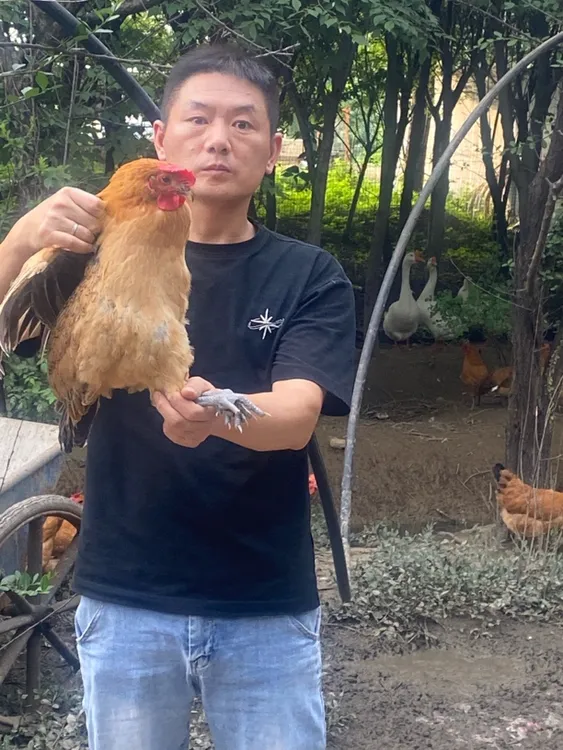 （2只装）农家正宗纯粮散养黄油老母鸡净重5斤 包冰率不含冰