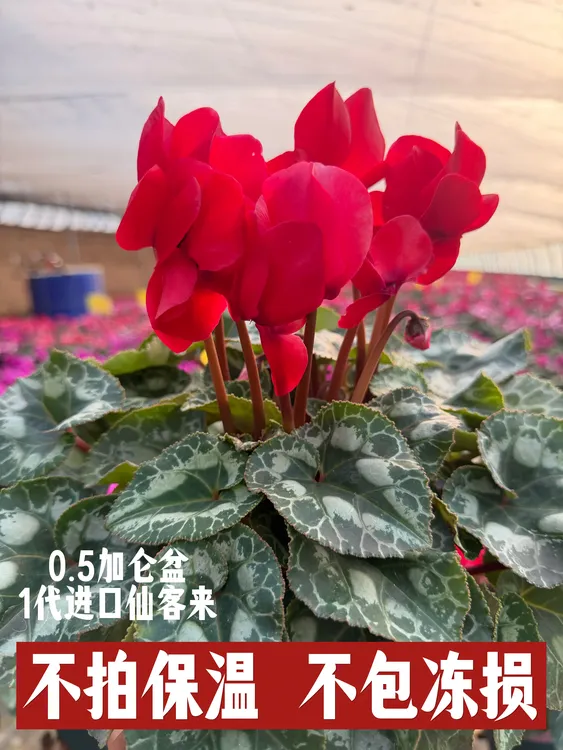 0.5加仑【大花系列】一代仙客来盆栽耐寒多年生带花带花苞室内盆栽