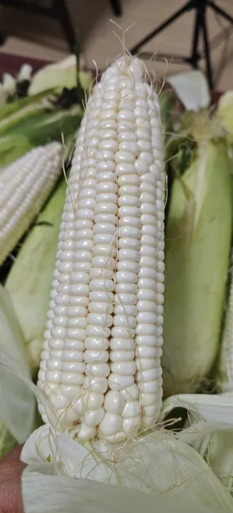 新鲜采摘白糯玉米香甜嫩口带壳应季蔬菜粗粮代餐