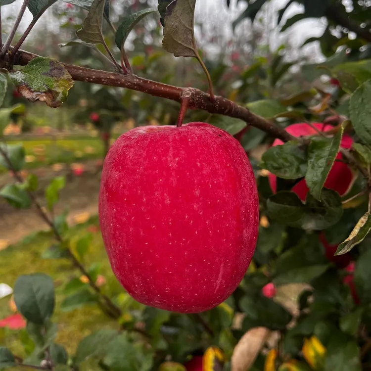 高端品种瑞香红苹果霜降后采摘果香浓郁纯甜无酸
