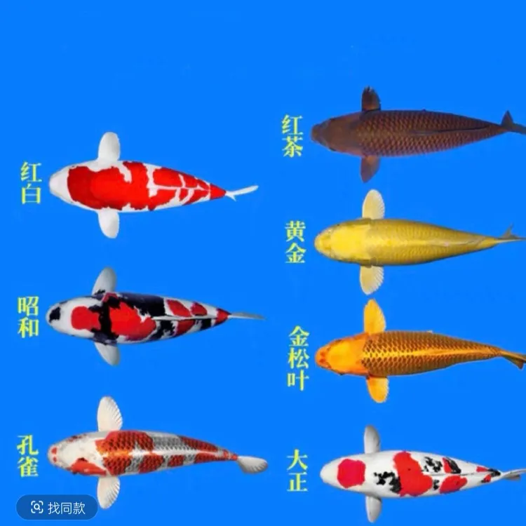 赛级精品血统锦鲤鱼皮实好养混搭活体 泡沫箱冰袋包邮发货