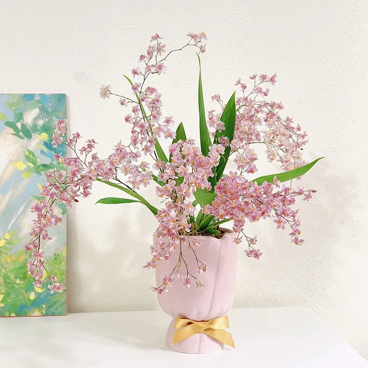 梦香兰 多花香味高端花卉花期长精品室内办公室桌面开花兰花盆栽