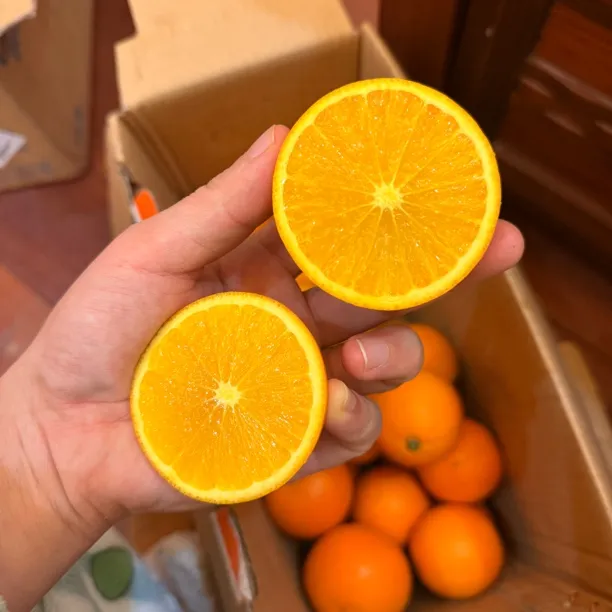 湖南麻阳 锦红冰糖橙 净重9斤 普通对口箱 圆通包邮