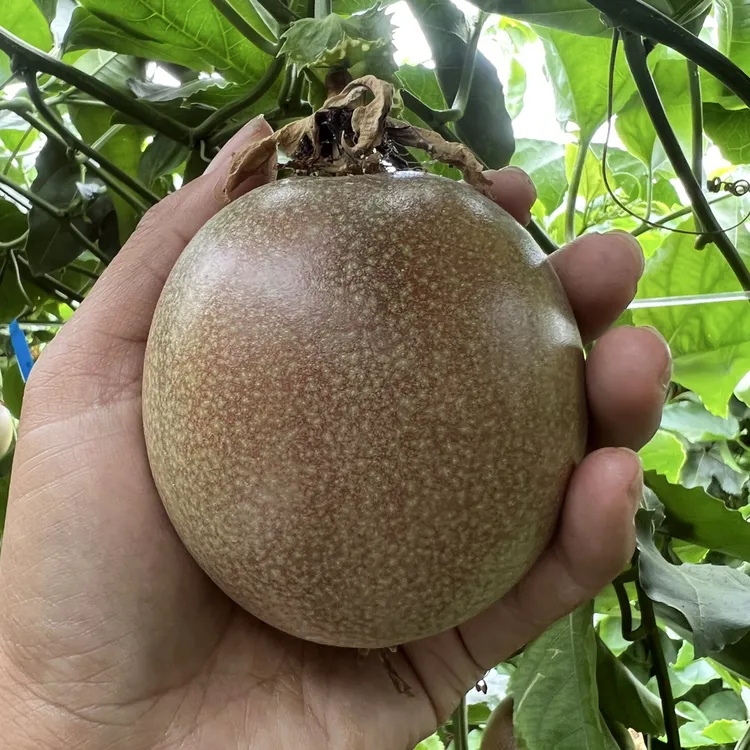 云南新鲜蜜桃百香果9分甜1分酸开果即食现摘现发单颗80克到130克