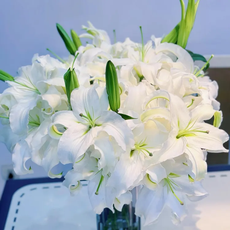 拍5送1肥料拍10送3肥料（西伯利亚） 12/16单瓣香水百合