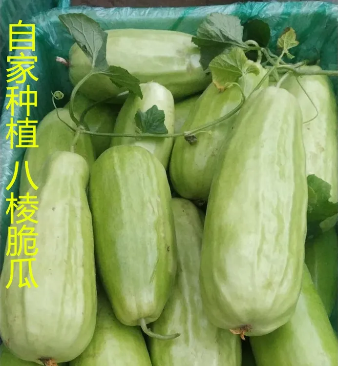 八棱脆瓜山东潍坊寿光特产菜瓜青龙脆瓜疙瘩脆瓜黄河脆瓜烧瓜捎瓜
