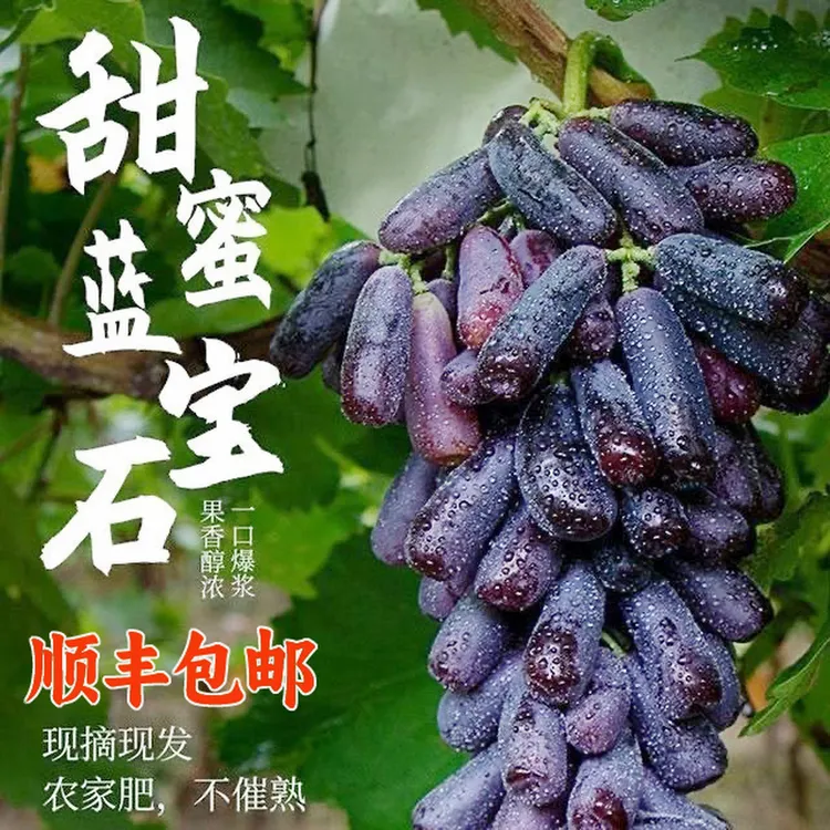 [顺丰包邮到家]蓝宝石葡萄新鲜现摘孕妇水果金手指美人指无籽黑提