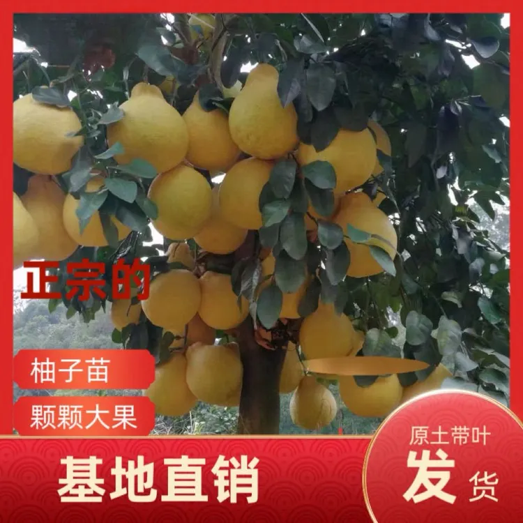 广西容县沙田柚子树苗越南青柚苗嫁接红心泰国红宝石暹罗红柚无籽