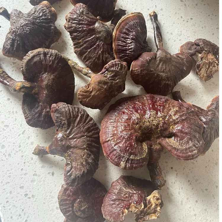 金边灵之农产品优质选择菌香