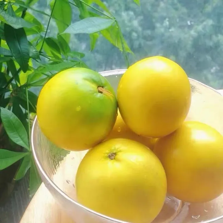 正宗黄晶果苗带土带叶发货四季结果带土发货