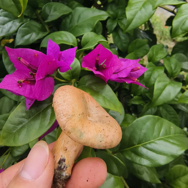 四川高原菌枞树菌松菌寒菌铜绿菌