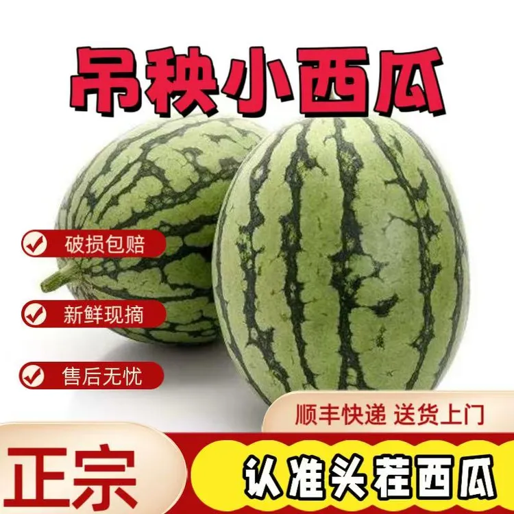 晓吸瓜精品小糖瓜小瓜送礼首选小西瓜8斤起西瓜新鲜采摘