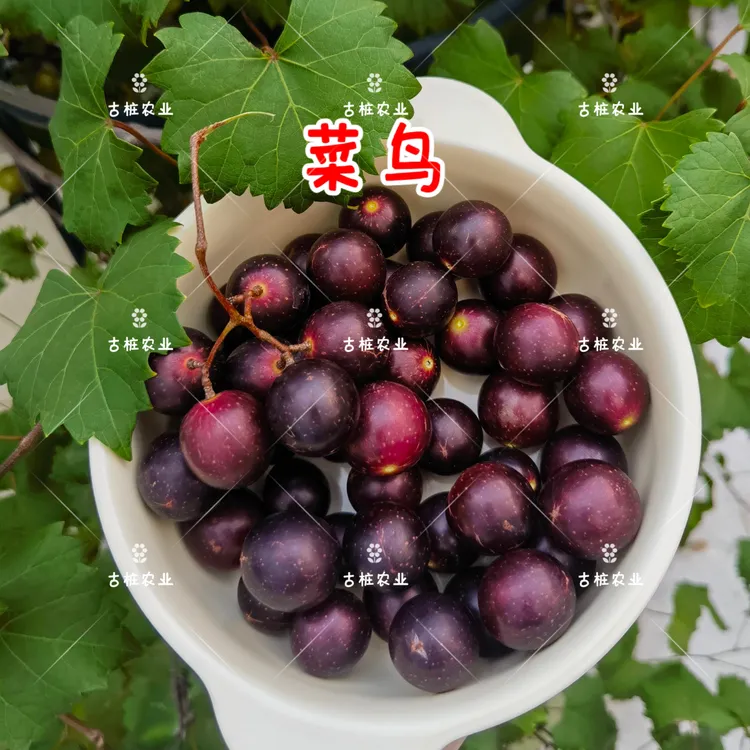 圆叶葡萄菜鸟自粉庭院盆栽果树懒人葡萄苗麝香葡萄苗果树古桩农业