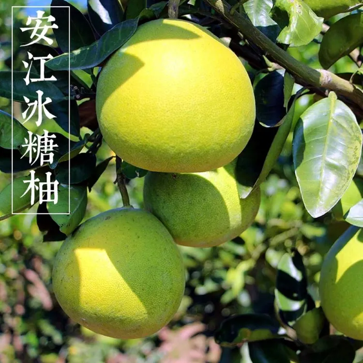 湖南怀化安江冰糖柚新鲜雪峰柚老树小苦柚子麻麻柚大微苦回甘