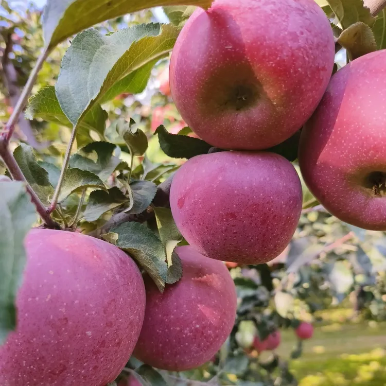 甘肃红富士苹果优质冰糖心新鲜水果脆甜多汁可口高原现摘坏果包赔