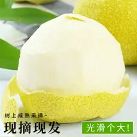 【百年老树➕礼盒包装】砀山酥梨整箱包邮砀山梨脆甜多汁水果净重8.5