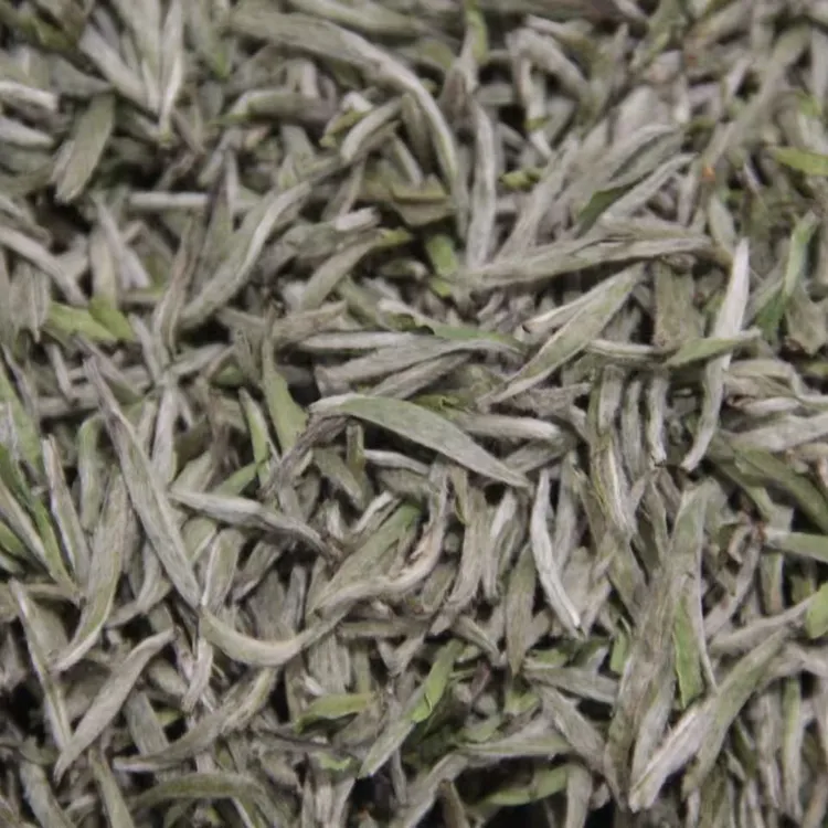 白茶白毫银针2024头采白毫银针毫香花香蜜韵首日芽老树