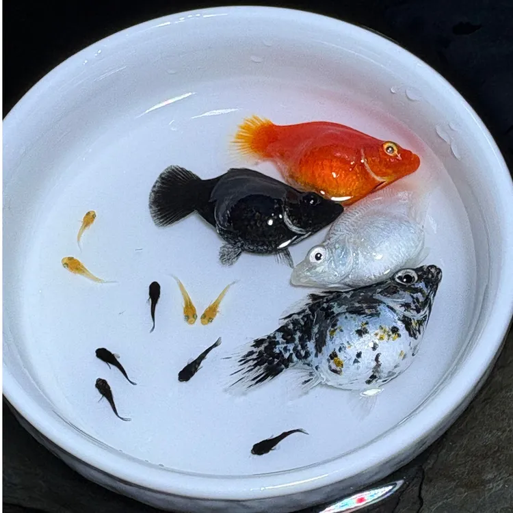 胖嘟嘟玛丽球鱼燕尾除油膜鱼皮球新手好养耐活练手胎生清洁工具鱼