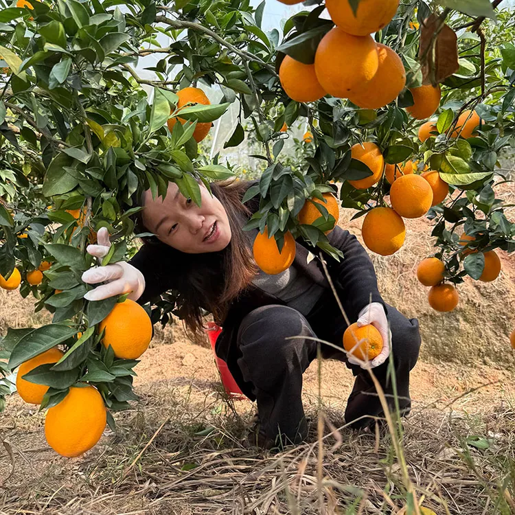 20斤实惠装江西赣南脐橙新鲜现发应季水果橙子树上现摘小果60mm起