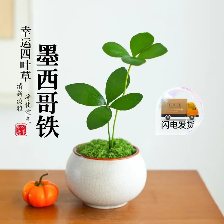 幸运四叶草墨西哥铁树禅意小盆栽室内办公室净化空气创意桌面摆件