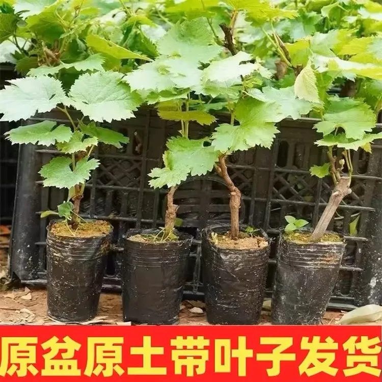 【原土带叶发货】阳光玫瑰葡萄苗 南北方种植 盆栽地栽果树苗
