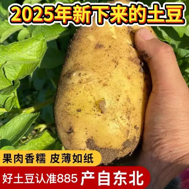 东北新土豆885麻皮黄瓤
