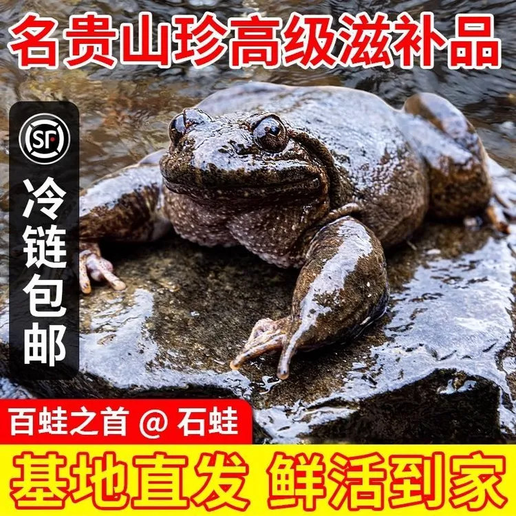 顺丰包邮石蛙鲜活石鸡深山泉养棘胸蛙妇孺月子小孩学步老人滋补