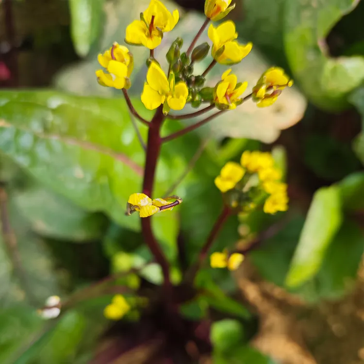 浙样爱农露天种植江西红菜苔新鲜现摘红菜心当季