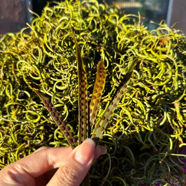 长白山黄金草嗷嗷叫可用于泡水煮水