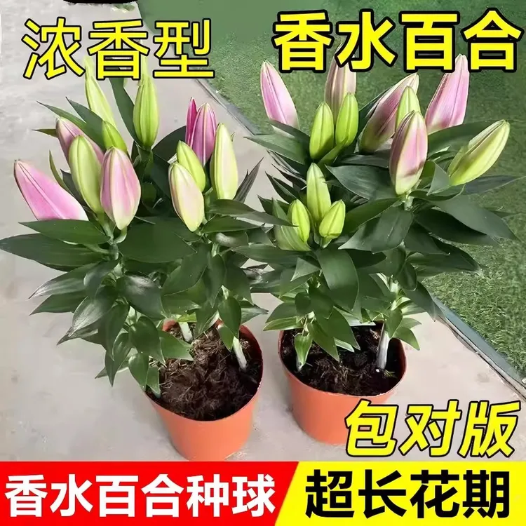 浓香香水百合种球多头重瓣带芽耐寒四季花卉郁金香盆栽室内外阳台