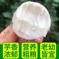 农家当季现摘红芽牛奶芋新鲜蔬菜现挖大芋母香脆芋头特大果香脆鲜