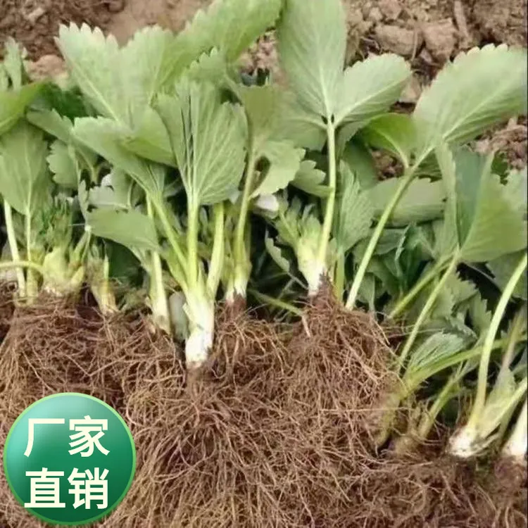 红花草莓苗 草莓种植 四季结果盆栽庭院阳台室内地栽草莓秧裸根