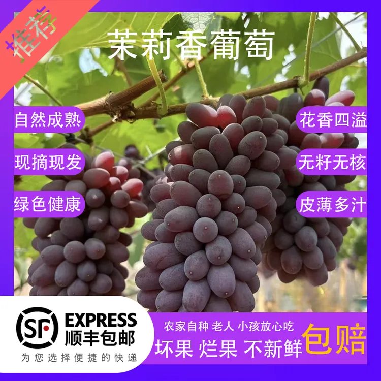 【顺丰包邮】茉莉香葡萄新鲜现摘现发货无籽多汁郁金香玫瑰当季水果