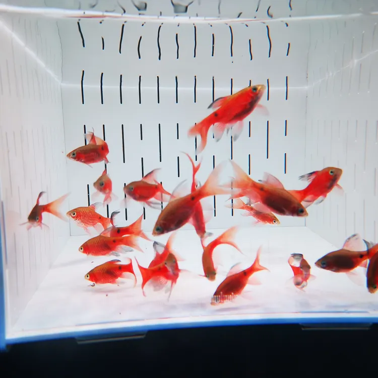 大帆玫瑰鲫冷水小型观赏鱼耐活好养适合水草缸造景