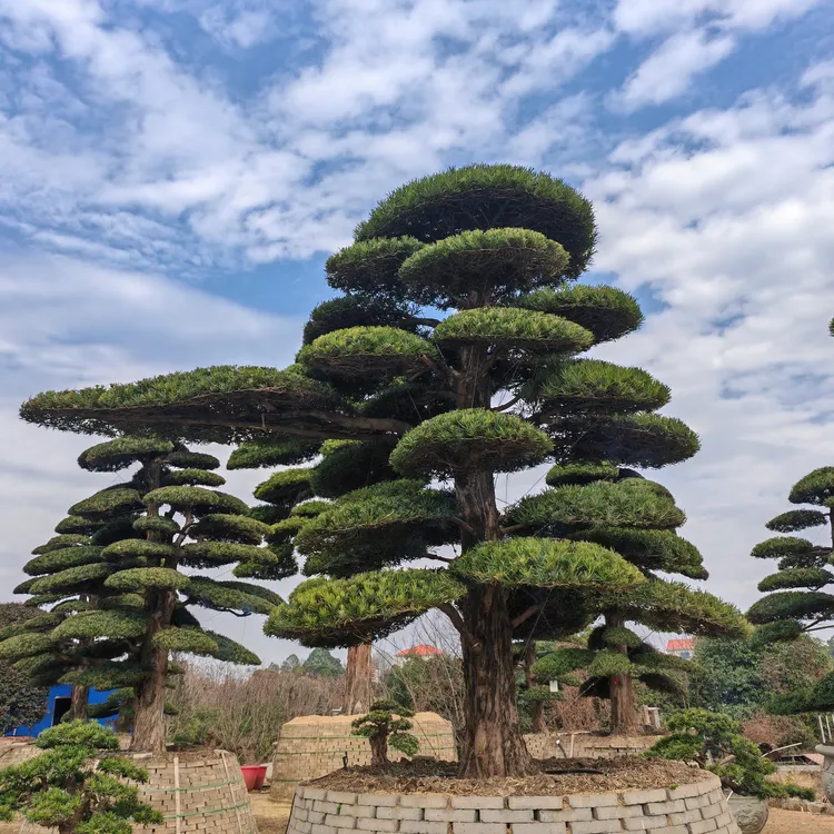大型地景造型罗汉松别墅庭院景观树（一树一价）