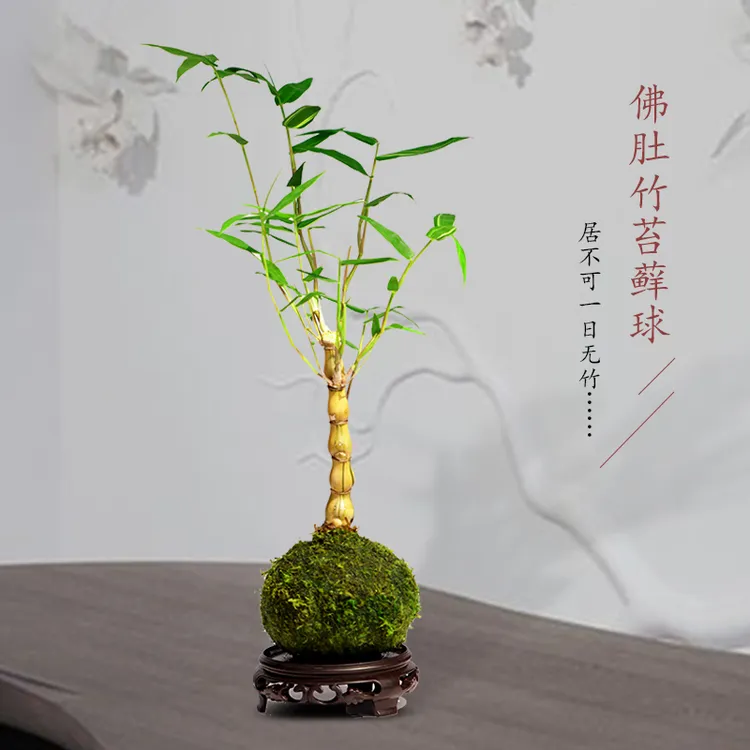 金丝佛肚竹苔藓球迷你四季常青客厅办公桌净化空气罗汉竹菩提竹