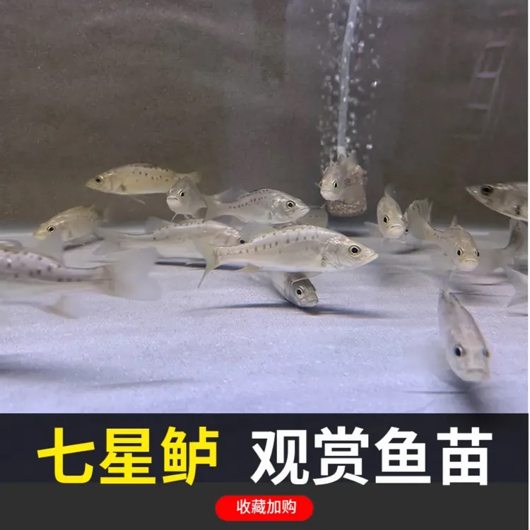 正宗淡水七星鲈鱼观赏鱼淡化大口花鲈鱼白鲈黑鲈鱼养殖海活体鱼苗