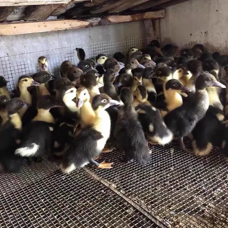 黑番鸭苗白番鸭鸳鸯鸭苗洋鸭旱鸭红头鸭西洋鸭藤鸭鸭苗宠物鸭子苗