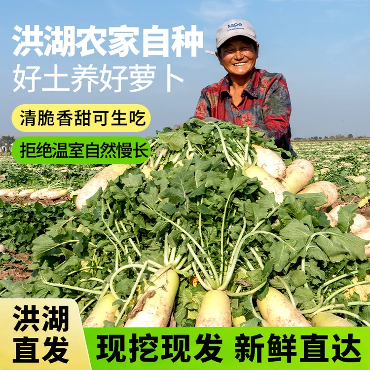 新鲜洪湖现挖青皮白萝卜罗卜清脆爽口时令蔬菜非水果萝卜5斤8斤