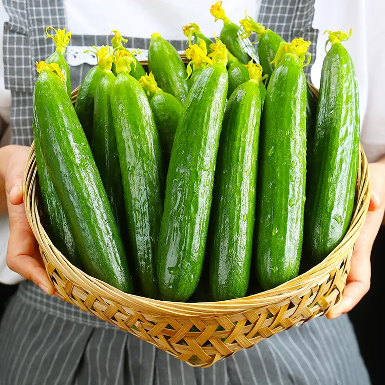 【自然搭档】新鲜水果黄瓜3斤/4.5斤整箱无刺小黄瓜食用农产品