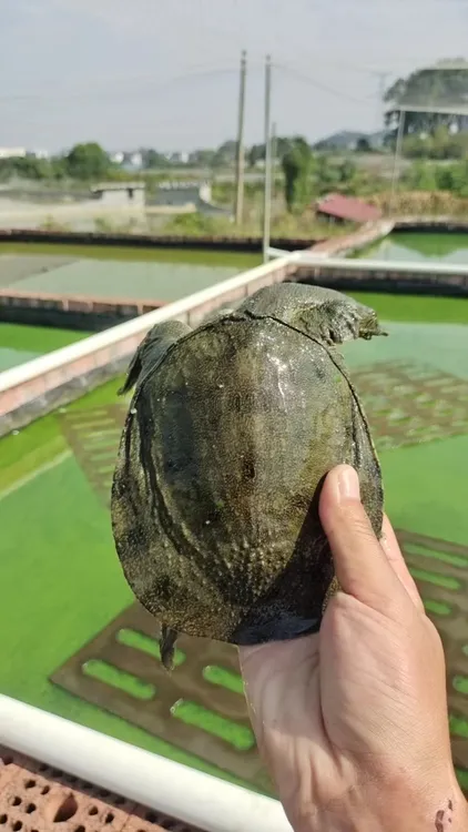 外塘冷水甲鱼苗10-100克中华黑花甲鱼养殖基地