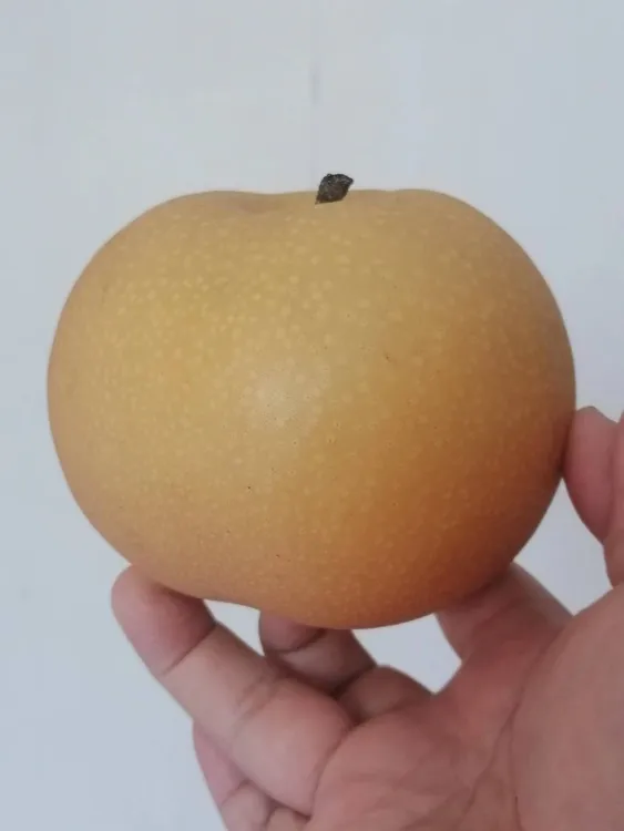 正宗山东省胶东地区秋月梨新鲜现摘脆甜多汁当季水果整箱包邮