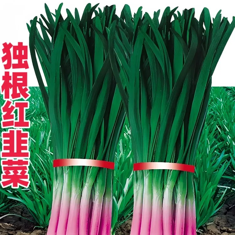 紫根红根宽叶韭菜种子根红独韭菜籽韭菜种籽大叶四季耐热耐寒高产