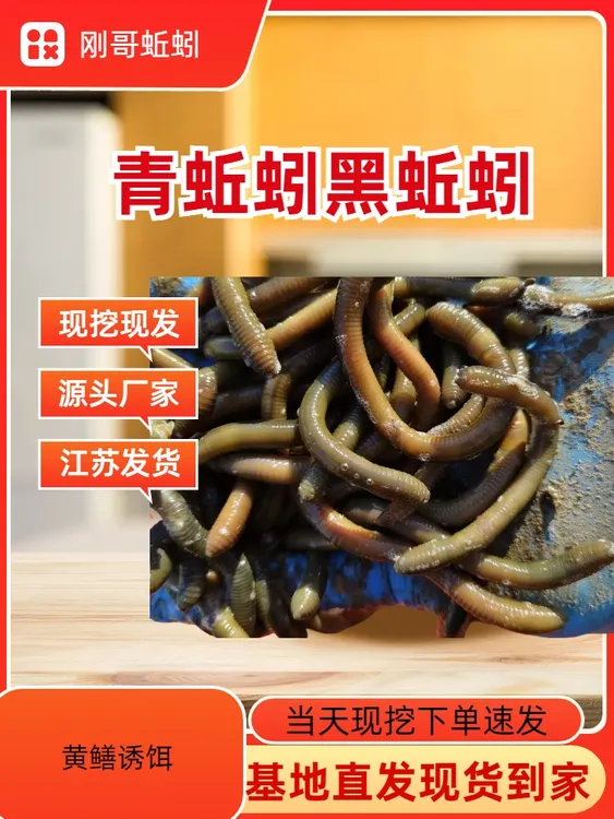 鲜活黑蚯蚓钓黄鳝青蚯蚓特大臭蚯蚓地龙活体蚯蚓野钓钓鱼鱼饵活铒