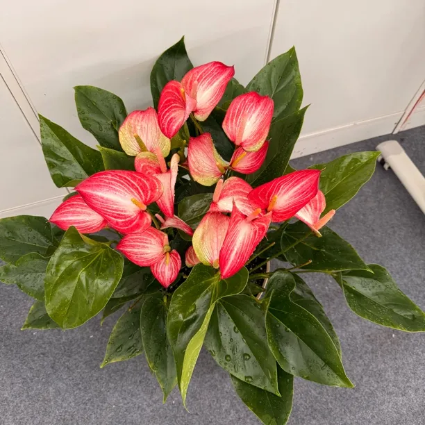 小盆 红利维姆   荷兰安祖进口中型彩掌    叶子有正常老化斑点