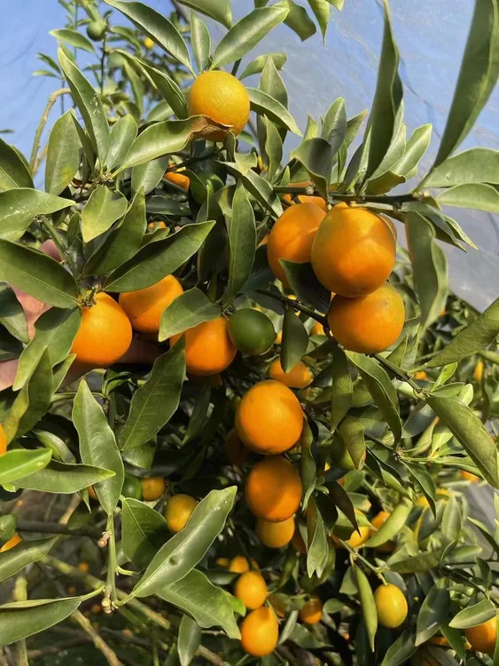 广西融安第三代脆蜜金柑实惠装脆甜爽口皮薄肉厚汁水多