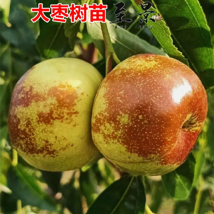 大枣树苗蟠枣冬枣冰糖金丝蜜枣庭院果树苗阳台盆栽耐寒南方北方商品图