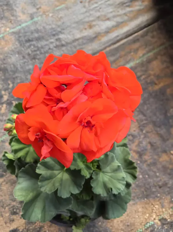 润景园艺 橙色浪漫天竺葵 一盆包邮